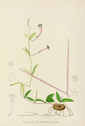 Ceropegia Rendallii