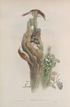 Certhia familiaris. Tree-Creeper. (1862-1873)