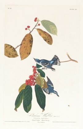 Cerulean warbler