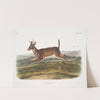 Cervus leucurus, Long-tailed Deer. Male. (1845-1848) by John Woodhouse Audubon
