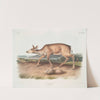 Cervus macrotis, Black-tailed Deer. Female. Summer pelage. (1845-1848) by John Woodhouse Audubon