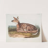 Cervus Virginianus, Common American Deer. (Fawn. Natural size.) (1845-1848) by John Woodhouse Audubon