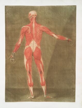 Cette figure reprÃ©sente les Muscles qui se trouvent Ã  la face postÃ©rieure du corps….
