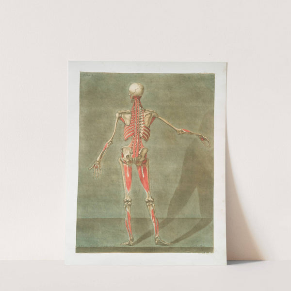 Cette planche représente la derniere couche des muscles.... by Arnauld Gautier d&#039;Agoty