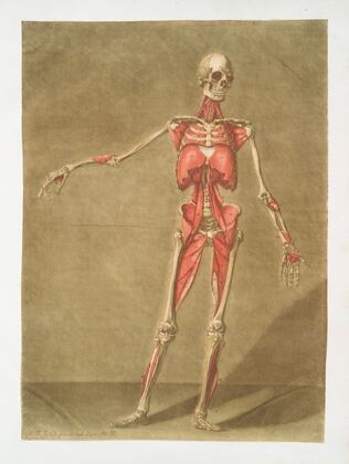 Cette planche représente le dernier ordre de muscles