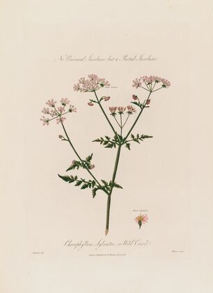 Chaerophyllum Sylvestre ; or Wild Cervil (1799–1810)