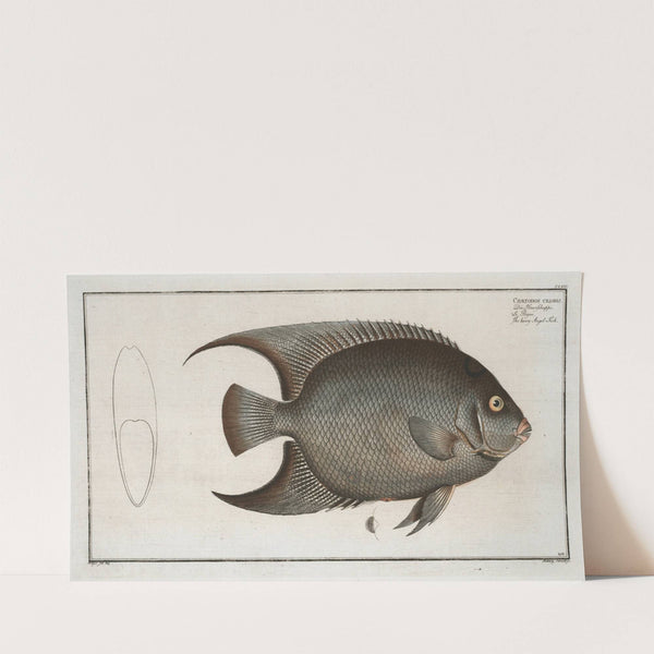 Chaetodon ciliaris, The Hairy Angel-Fish. (1785-1797) by Marcus Elieser Bloch