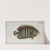 Chaetodon fasciatus. (1785-1797) by Marcus Elieser Bloch