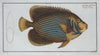 Chaetodon Imperator.
