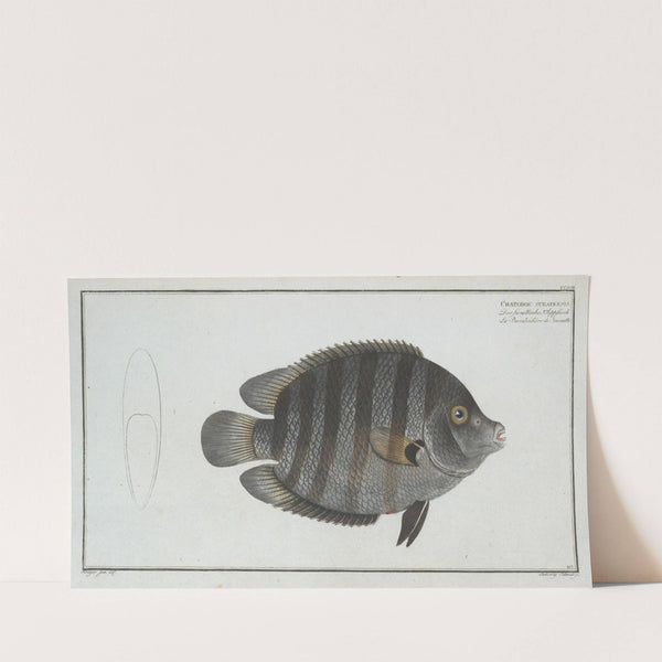 Chaetodon suratensis. (1785-1797) by Marcus Elieser Bloch