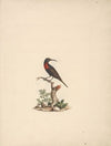Chalcomitra senegalensis (Scarlet Chested Sunbird)