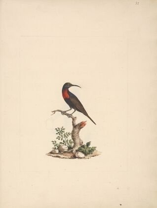 Chalcomitra senegalensis (Scarlet Chested Sunbird)