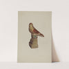 Chalkware Bird by Elmer R. Kottcamp