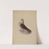 Chalkware Pigeon Figurine by Mina Lowry