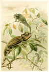 Chameleons