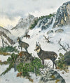 Chamois High in the Mountains