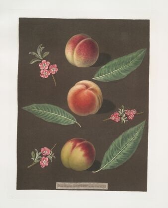 Chancellor, Catherine and the Old Newington peaches. (1812)