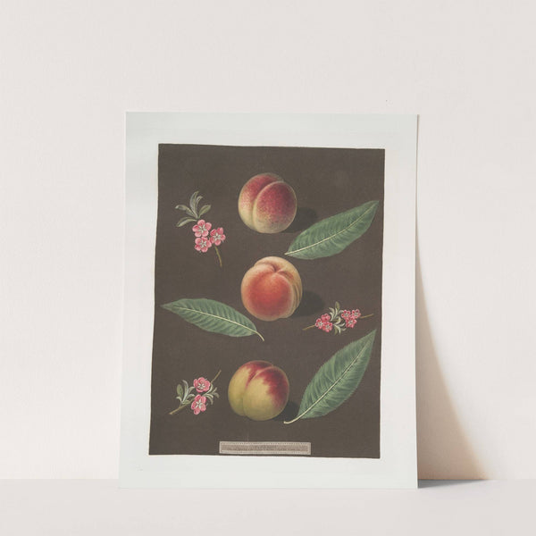 Chancellor, Catherine and the Old Newington peaches. (1812) by George Brookshaw