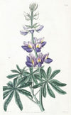 Changeable Lupine