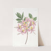 Changeable Pontic Azalea by Sydenham Edwards