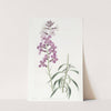 Changeable Wall-flower by Sydenham Edwards