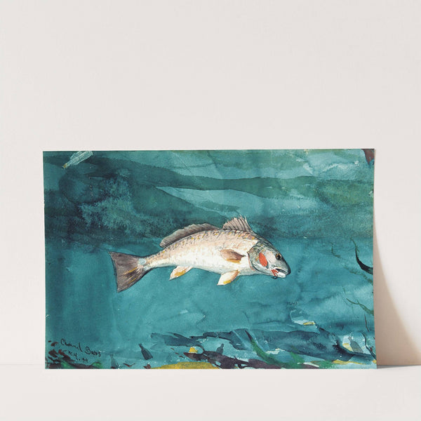 Channel Bass by Winslow Homer