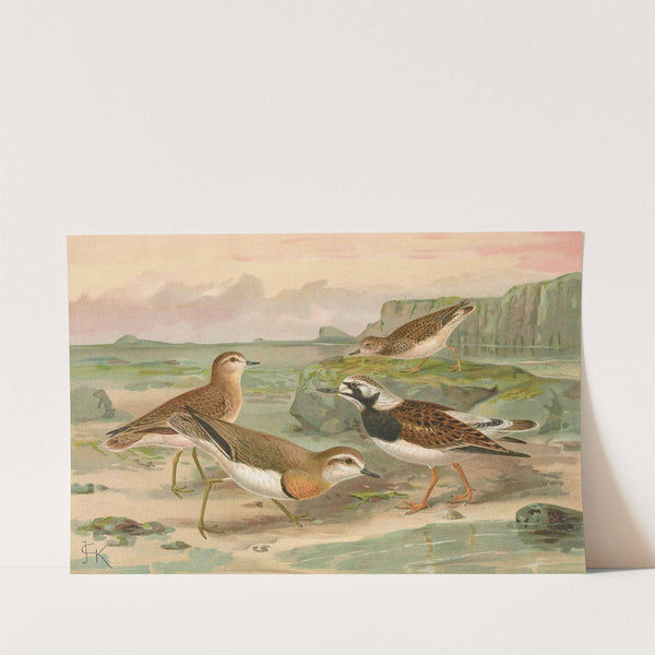 Charadrius asiaticus, Arenaria interpres by Johann Friedrich Naumann