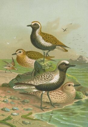 Charadrius pluvialis, Charadrius squatarola