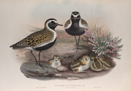 Charadrius pluvialis. Summer plumage. Golden Plover (summer plumage). (1862-1873)
