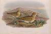 Charadrius pluvialis. Winter plumahe. Golden Plover (winter plumage). (1862-1873)
