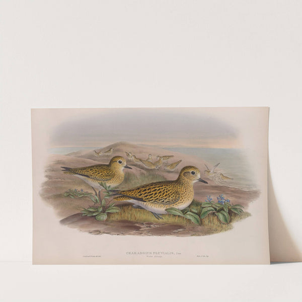 Charadrius pluvialis. Winter plumahe. Golden Plover (winter plumage). (1862-1873) by John Gould