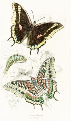 Charaxes Jasius