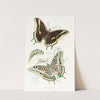 Charaxes Jasius by James Duncan
