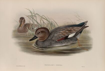 Chaulelasmus strepera. Gadwall. (1862-1873)