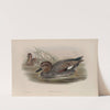 Chaulelasmus strepera. Gadwall. (1862-1873) by John Gould