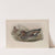 Chaulelasmus strepera. Gadwall. (1862-1873) by John Gould