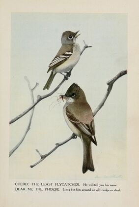 Chebec the Least Flycatcher, Dear Me the Phoebe
