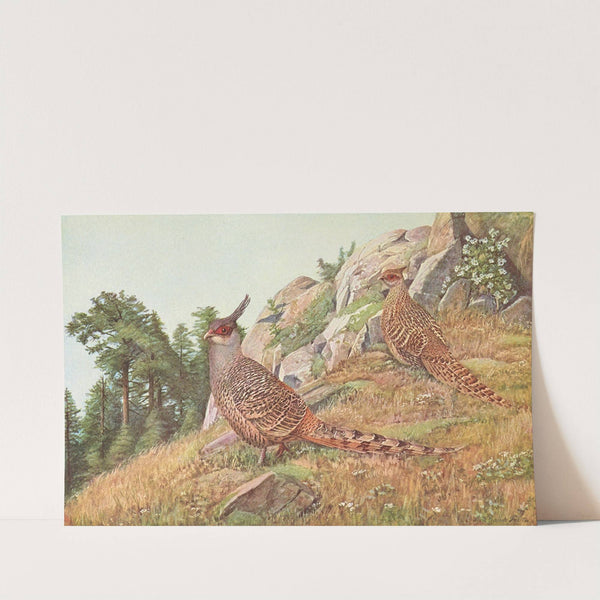 Cheer Pheasant by Louis Agassiz Fuertes