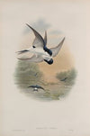 Chelidon urbica. House-Martin. (1862-1873)