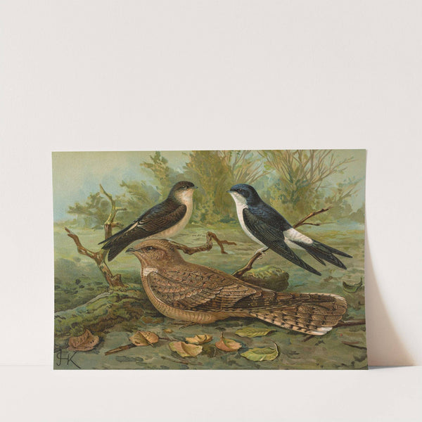 Chelidonaria urbica, Caprimulgus aegyptius Lichtenstein by Johann Friedrich Naumann
