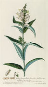 Chelone