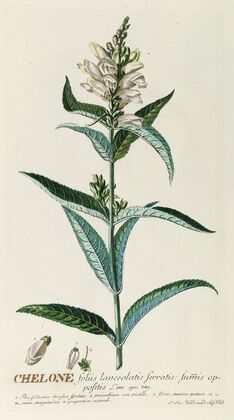 Chelone