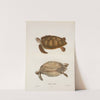 Chelonia mydas. by John Edwards Holbrook