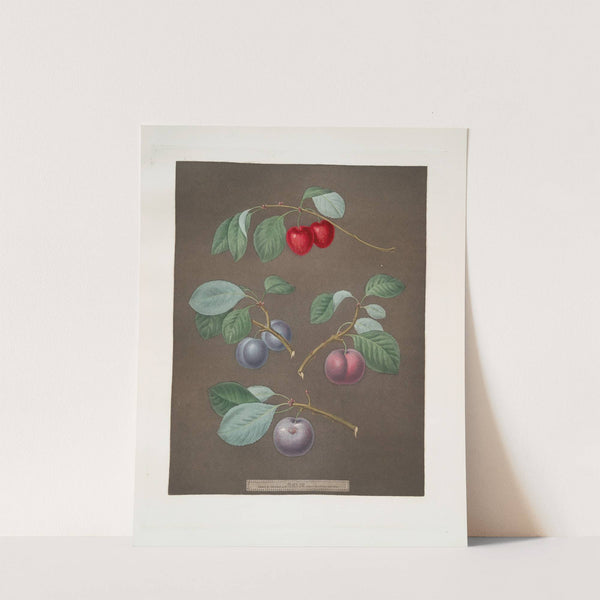 Cherry, Laurance, French and the Common-Orlean Plums. (1812) by George Brookshaw