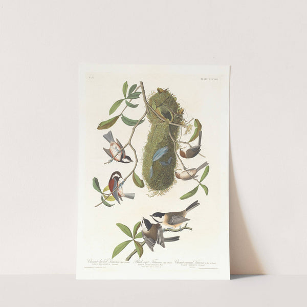 Chestnut-backed titmouse. Black-capt titmouse. Chestnut-crowed titmouse by John James Audubon