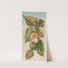 Chestnut. Castanea vulgaris, var. Americana (1885) by Louis Prang & Co.