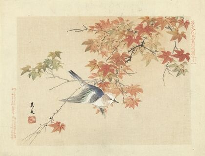 Chestnut-cheeked starling (1892)