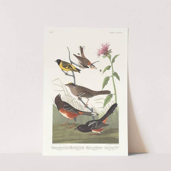 Chestnut-coloured finch. Black-headed siskin. Black crown bunting, Lath. Arctic ground-finch by John James Audubon