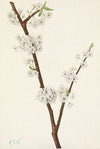 Chickasaw Plum. Prunus angustifolia (1925)