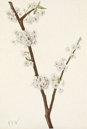 Chickasaw Plum. Prunus angustifolia (1925)